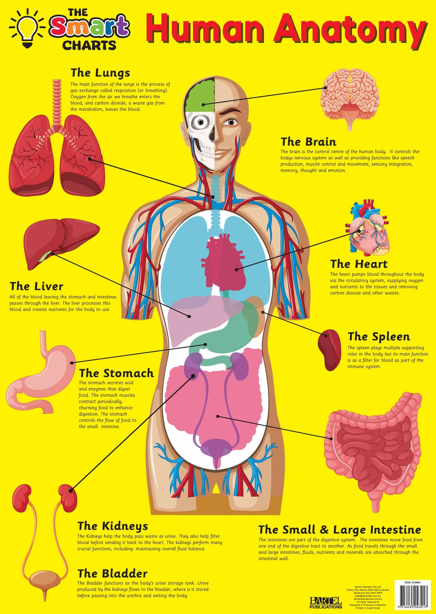 SMART CHART ANATOMY / SKELETON - Gifts R Us
